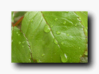 RO Water Drop on Leaf