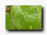 RO Water Drop on Leaf